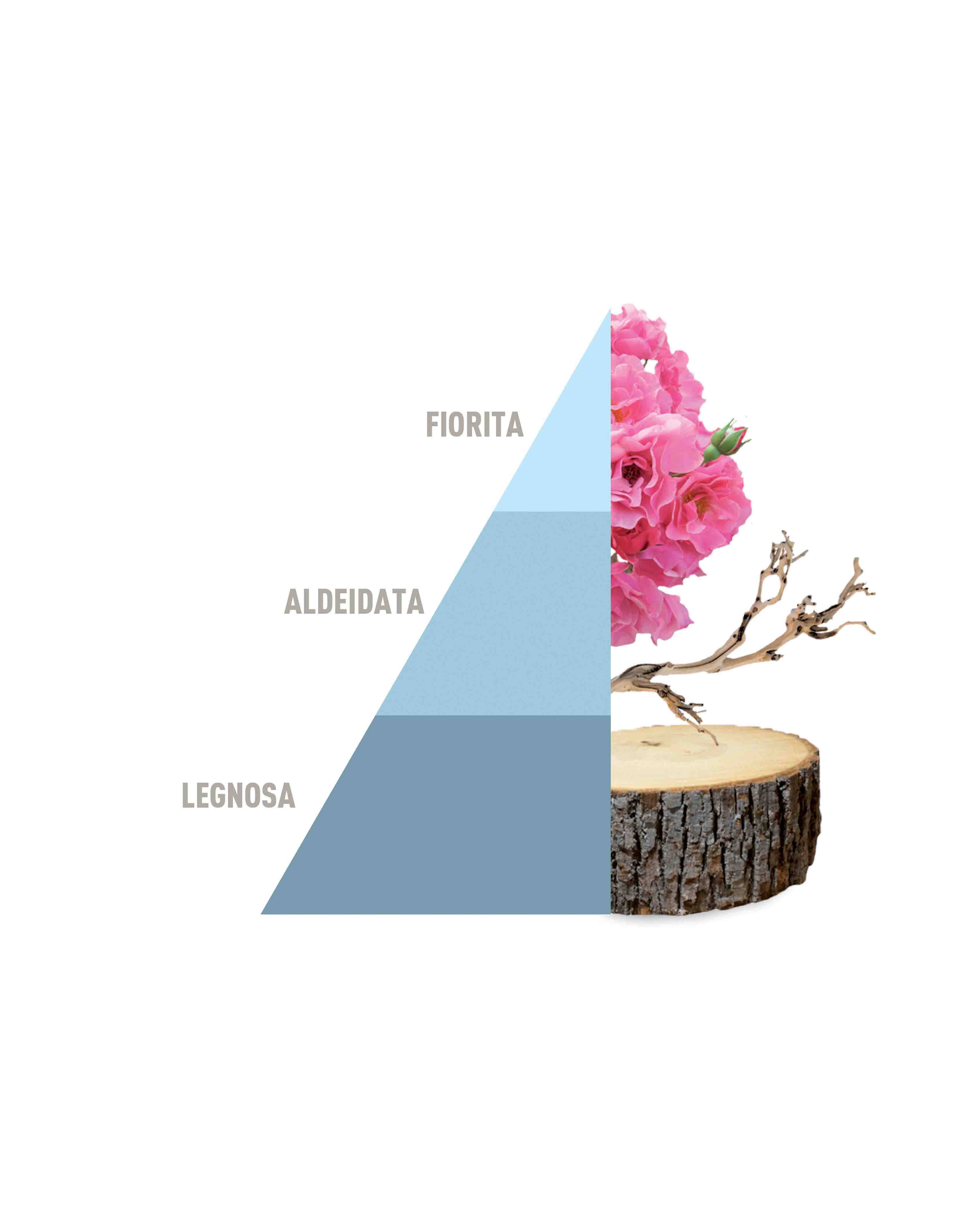 Multipurpose Scented Bags Fresh Cotton